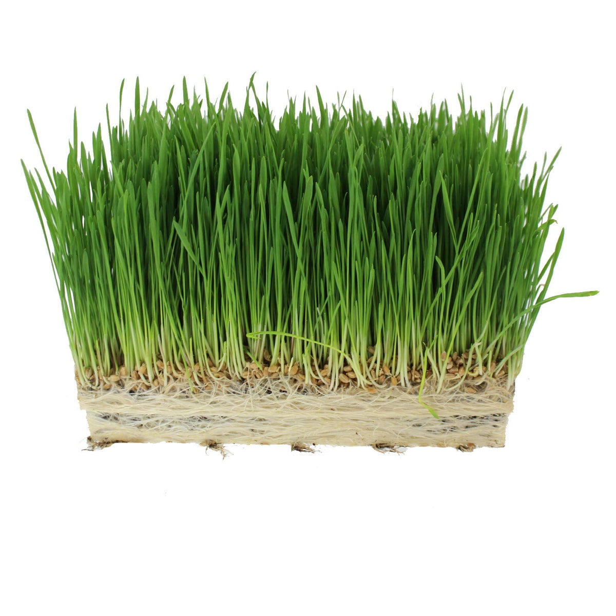 Organic Cat Grass Seed Blend 12 oz Z622