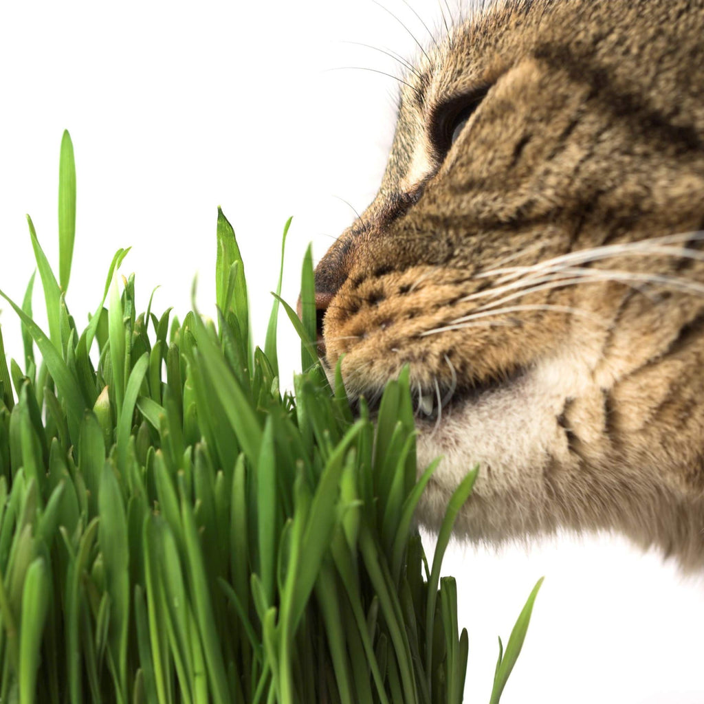 Organic Cat Grass Seed Blend 12 oz Z622