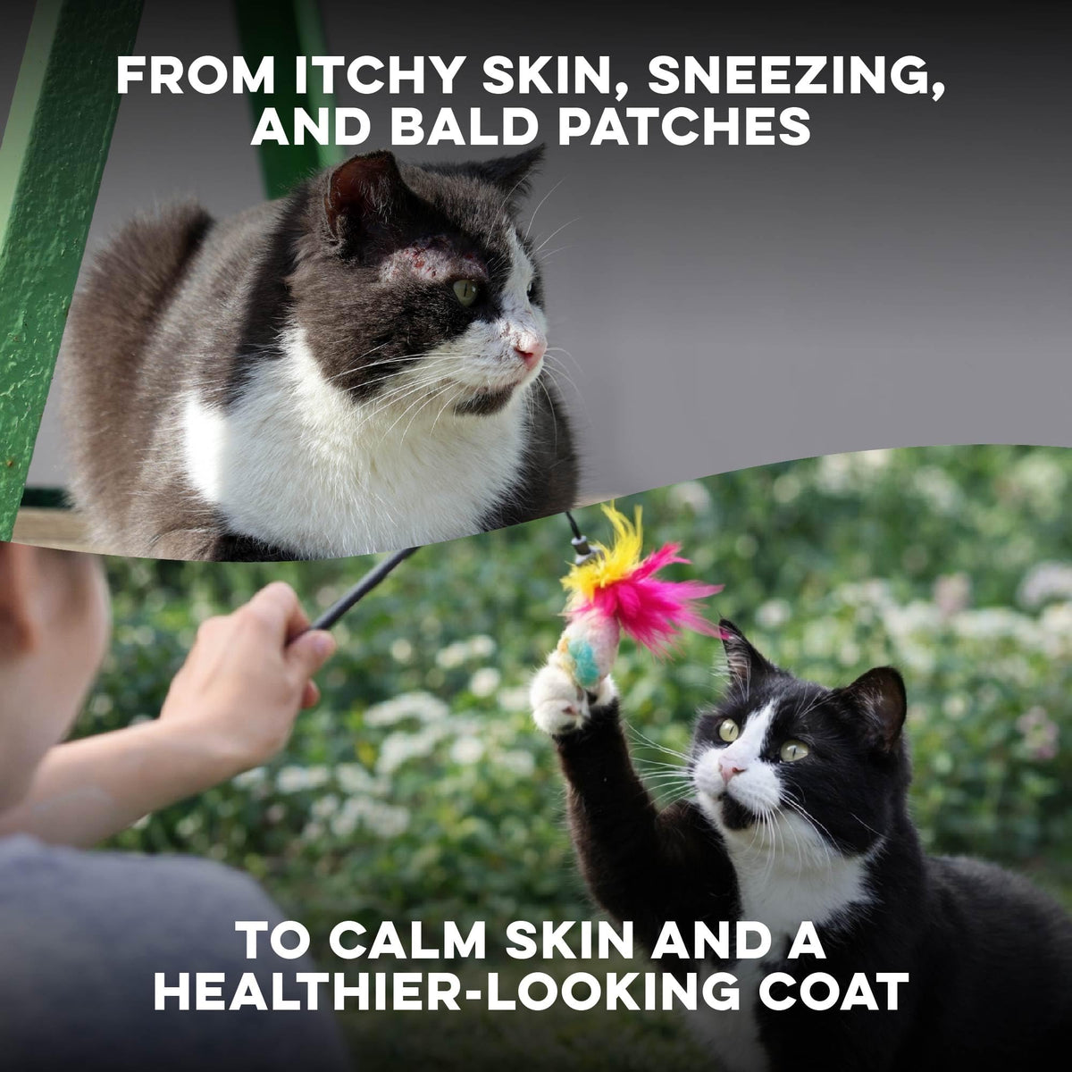 Cat Itchy Skin Relief & Hair Loss Treatment 400 Pills D780894