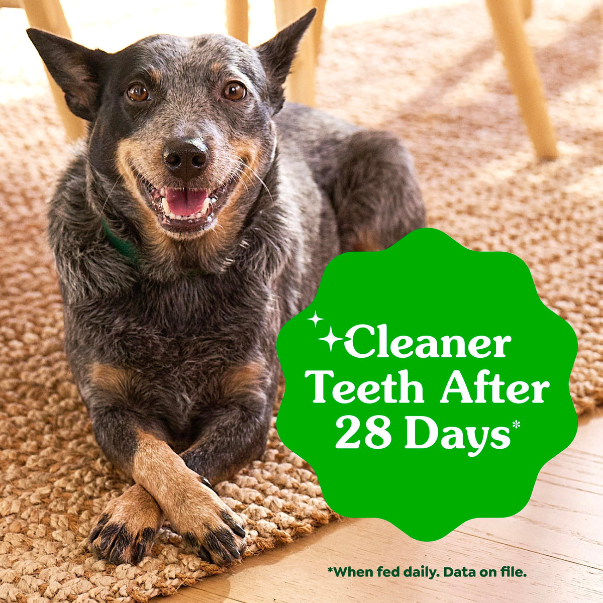 Large Natural Dental Dog Treats Sweet Potato Flavor 8 Count C306585